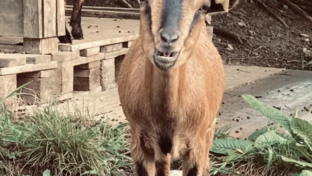 Ziege (Foto: Matthias Stauffer) Ziege (Foto: Matthias Stauffer)