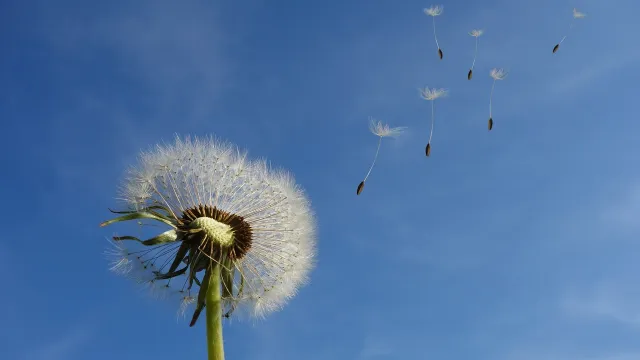 dandelion-463928_1280 (Foto: Undine Gellner) dandelion-463928_1280 (Foto: Undine Gellner)