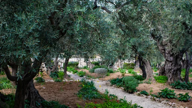 Olivenbäume Gethsemani (Foto: Stacey Franco) Olivenbäume Gethsemani — Olivenbäume im Garten der Kirche aller Nationen - Garten Gethsemane (Foto: Stacey Franco)