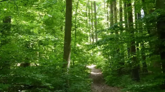 Badener Wald (Foto: Pixabay) Badener Wald (Foto: Pixabay)
