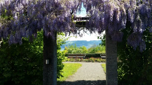 1705-Friedhof Wädenswil (6) (Foto: Frank Lehmann) 1705-Friedhof Wädenswil (6) (Foto: Frank Lehmann)